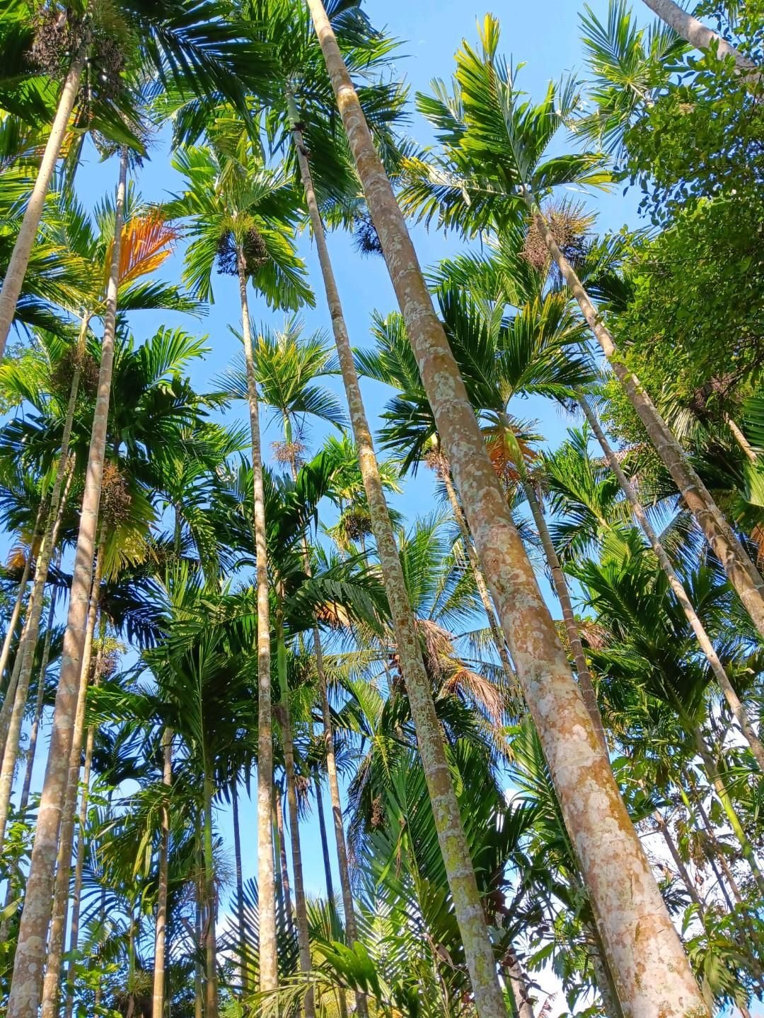 Foto Pohon Pinang